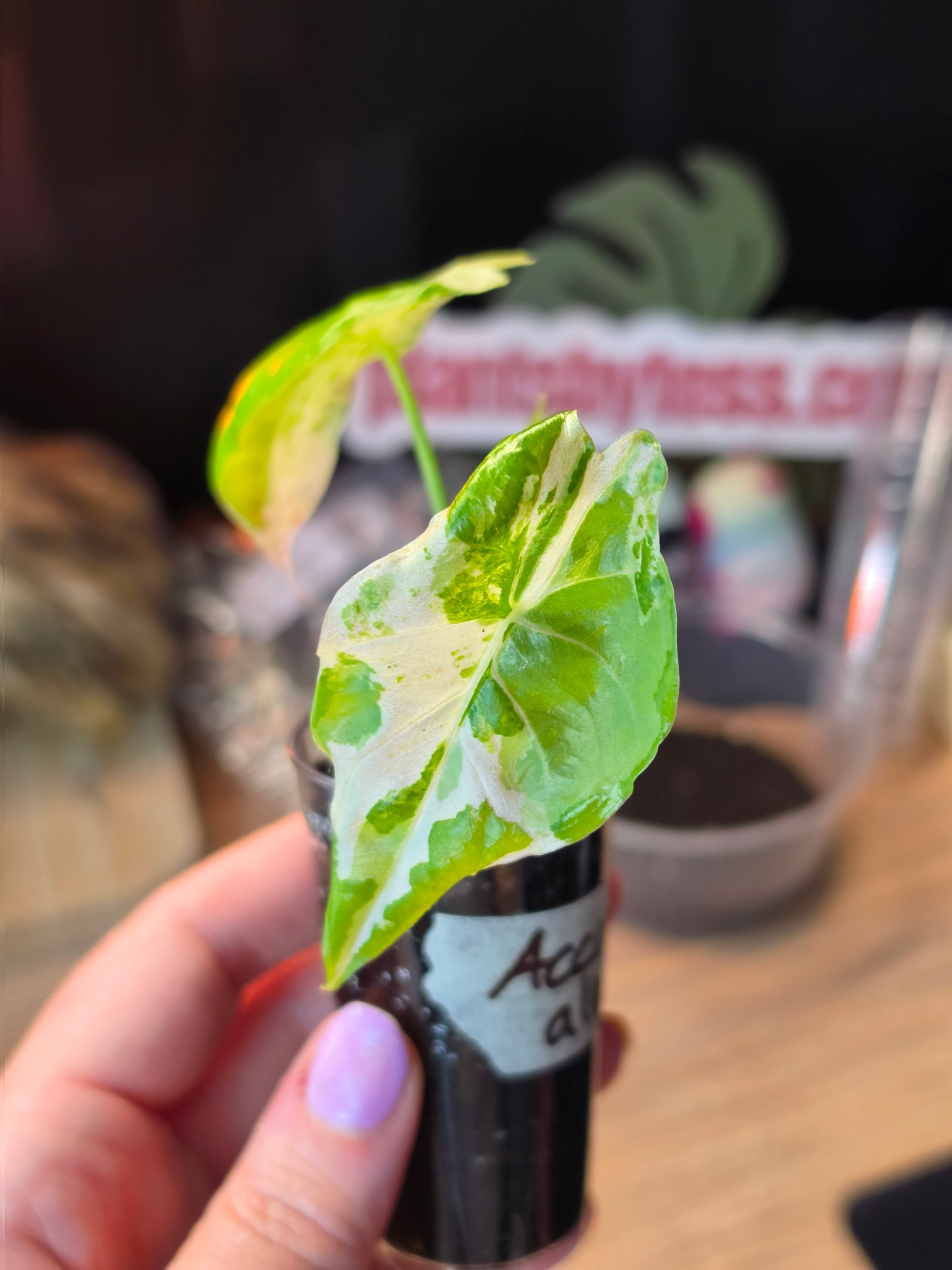 Alocasia Accuminata Albo | Rare White Variegated Collector Alocasia