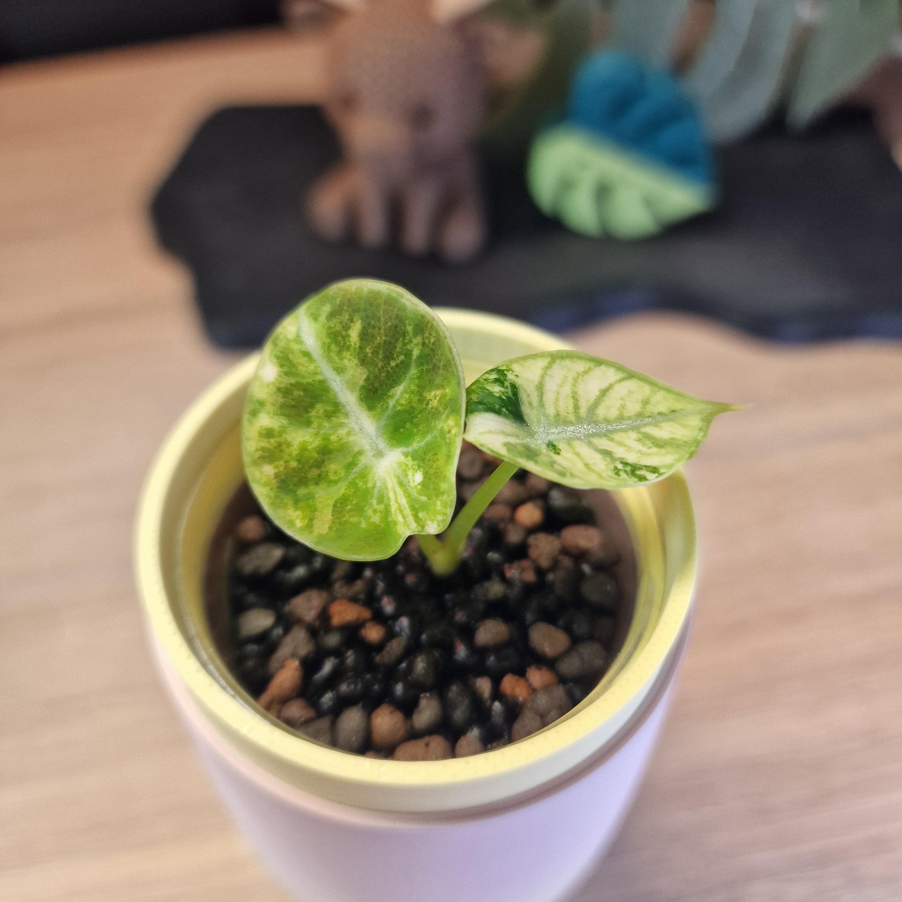 Alocasia Ninja Pink baby