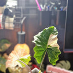 Alocasia Portodora albo corm