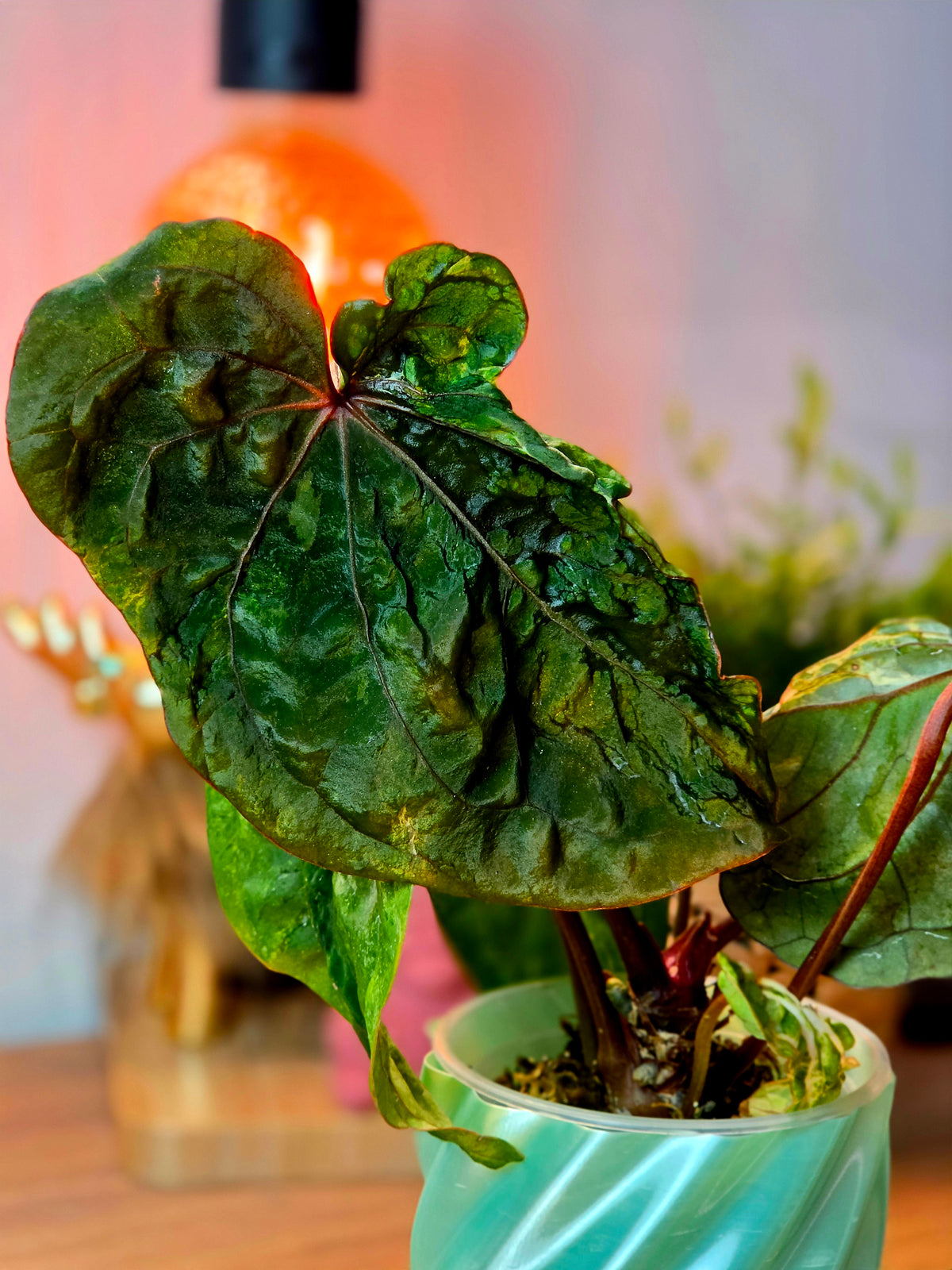 Anthurium Forgetii × RVDP Mutated | Variegated Mother Plant, 5 Leaves