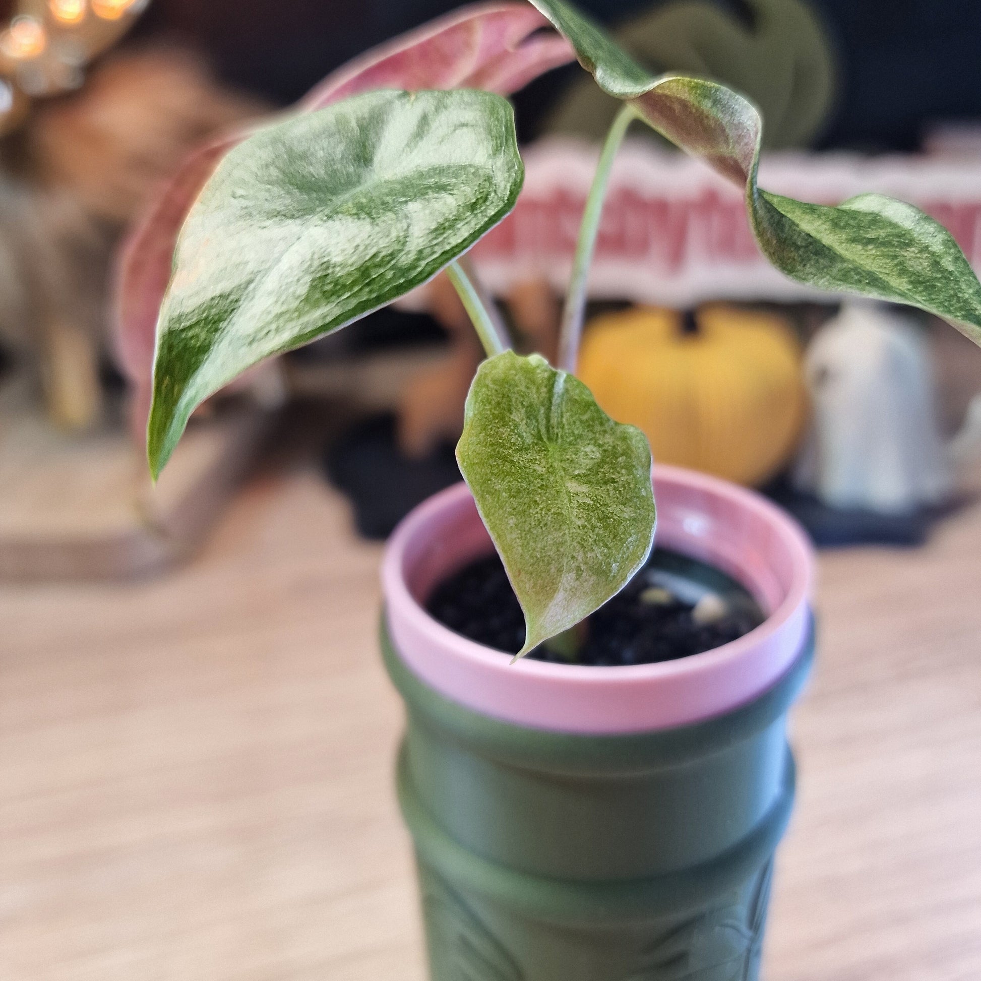 Alocasia Black Satun stardust