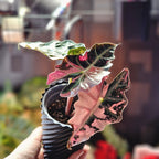 Alocasia Amazonica pink corm