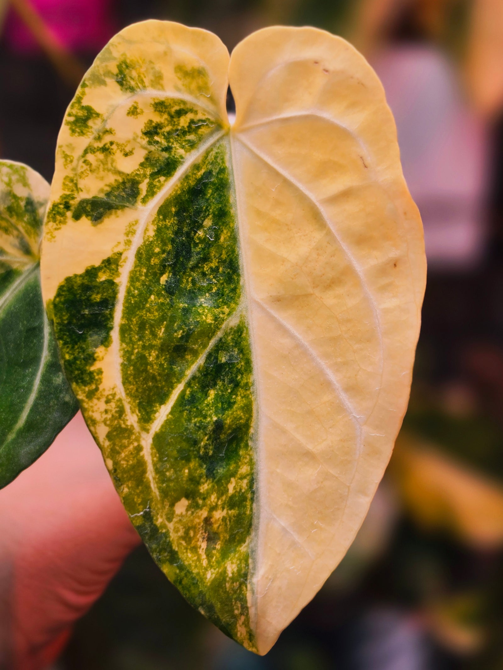 Anthurium Papillilaminum × Michelle | Cream Variegated