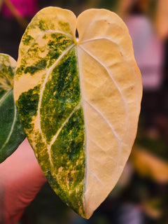 Anthurium Papillilaminum × Michelle | Cream Variegated
