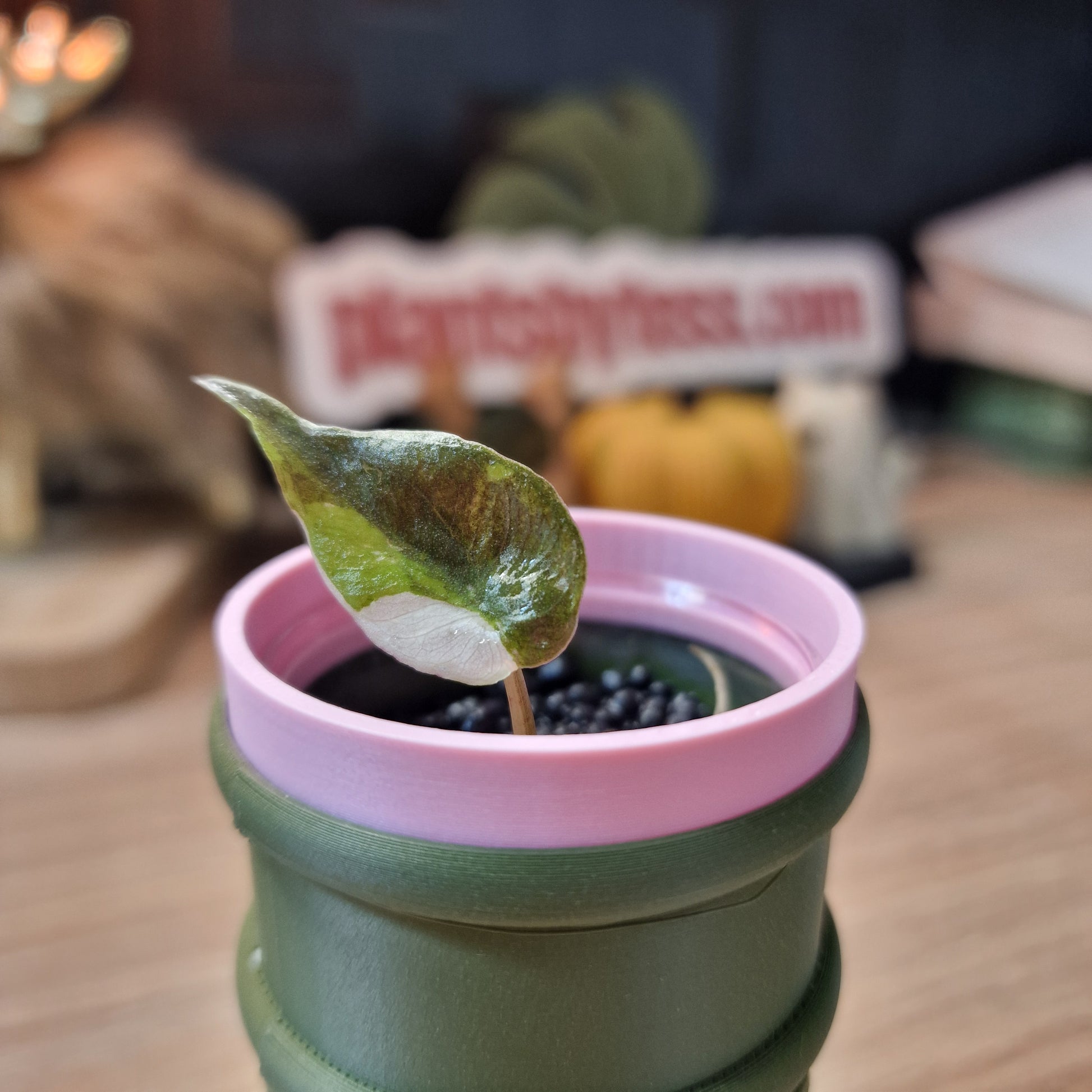 Alocasia Wentii albo/pink