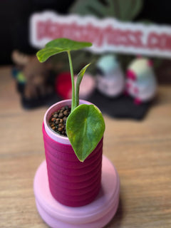 Alocasia Calidora × Pink Dragon × Longiloba | Pink Variegated Hybrid Collector Plant #4
