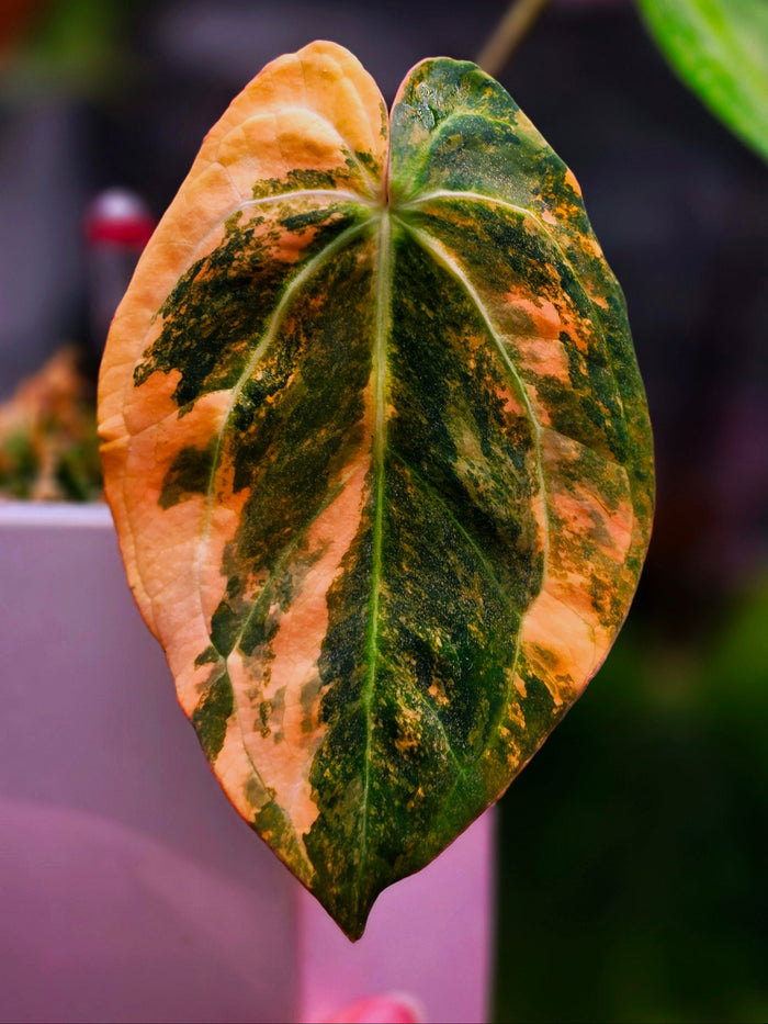 Anthurium papillilaminum variegated × carlablackiae