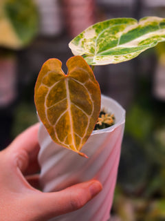 Anthurium (Crystallinum x Angela) x (Forgetii x Crystallinum) Clone | Velvet Collector Hybrid
