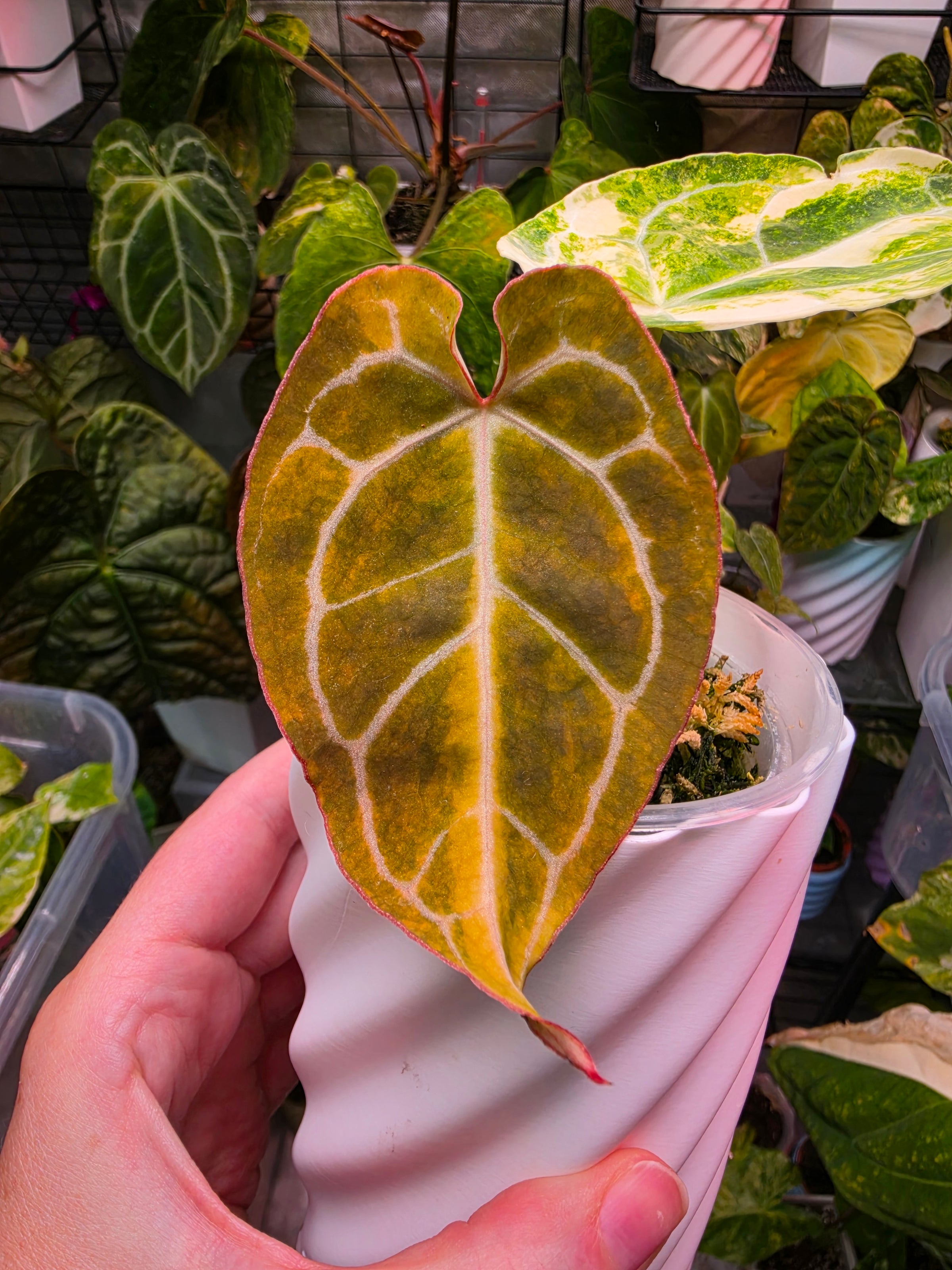 Anthurium (Crystallinum x Angela) x (Forgetii x Crystallinum) Clone | Velvet Collector Hybrid
