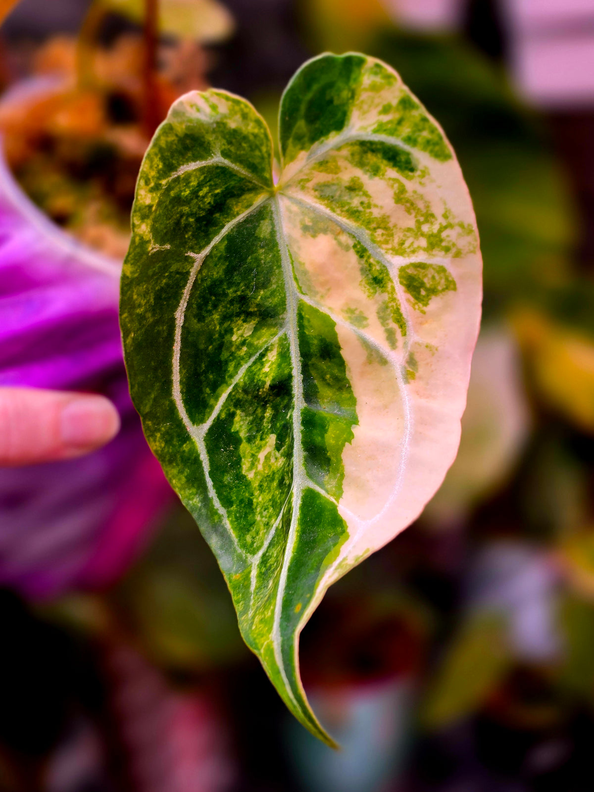 Anthurium (crystallinum × Angela) × (forgetii × crystallinum)
