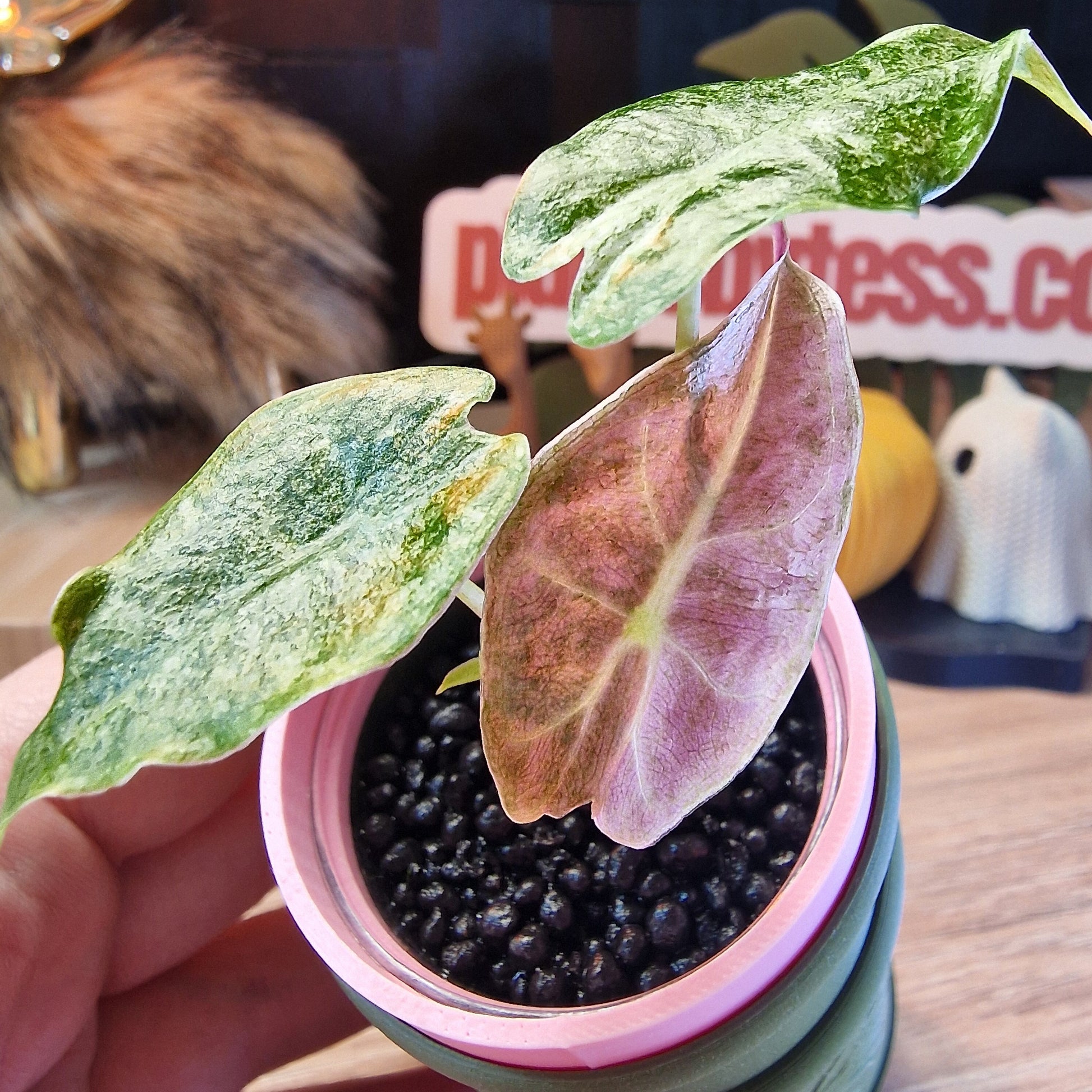 Alocasia Black Satun stardust
