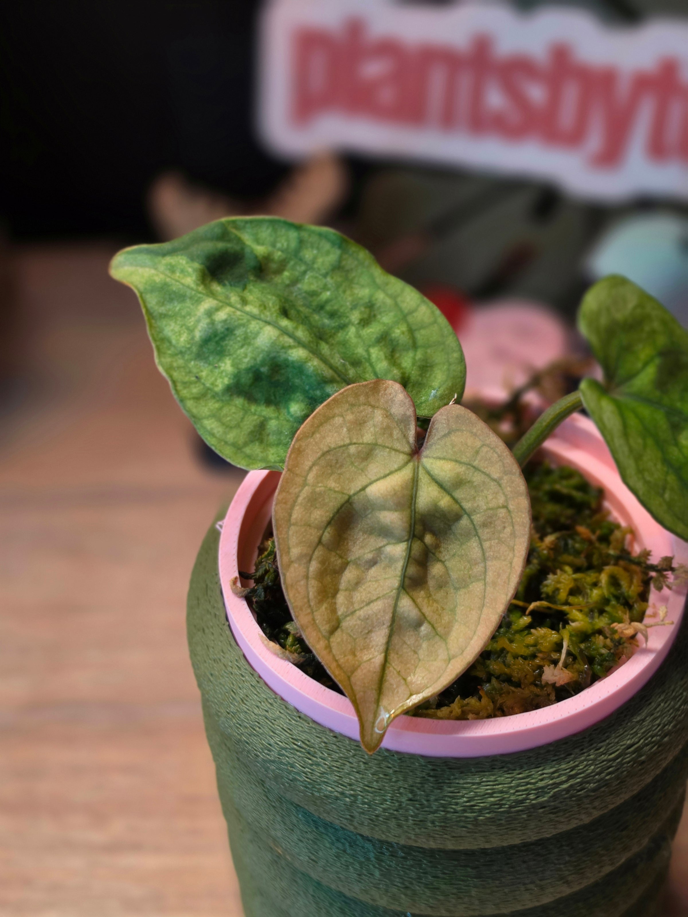 Anthurium Luxurians x Forgetii bullate velvet hybrid at Plant.ess Sweden