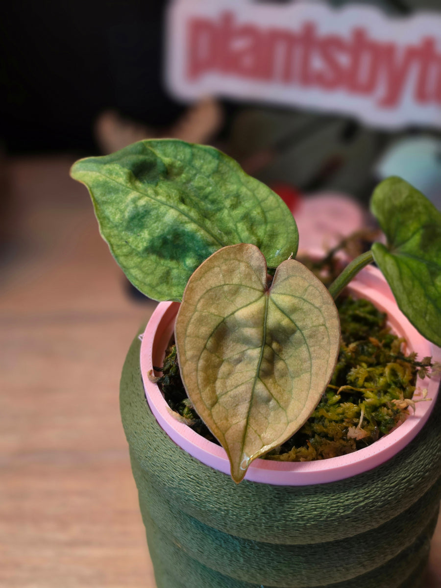 Anthurium Luxurians x Forgetii bullate velvet hybrid at Plant.ess Sweden