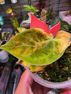 Anthurium (Papillilaminum × Crystallinum) × (Debilis × Red Vein Dark Phoenix) | Velvet Collector Hybrid