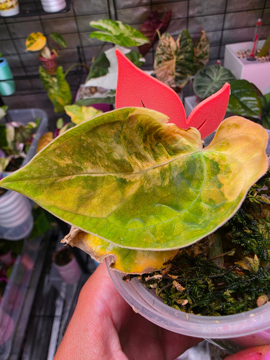 Anthurium (Papillilaminum × Crystallinum) × (Debilis × Red Vein Dark Phoenix) | Velvet Collector Hybrid