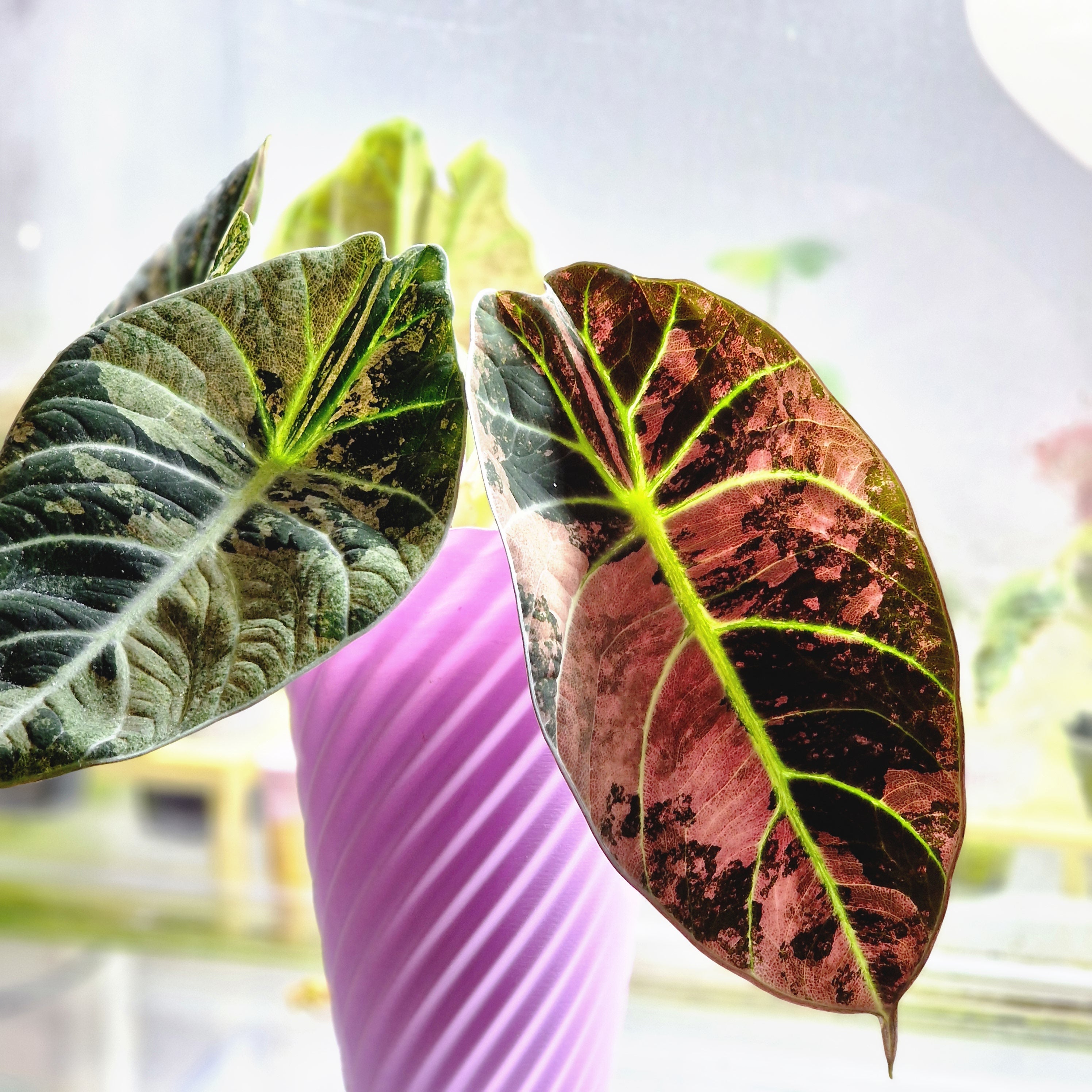 Alocasia Ninja Pink baby