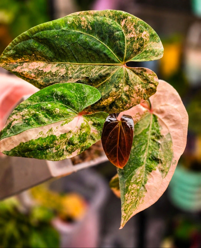 Anthurium (papillilaminum × crystallinum) × (debilis × RVDP), orange phenotype