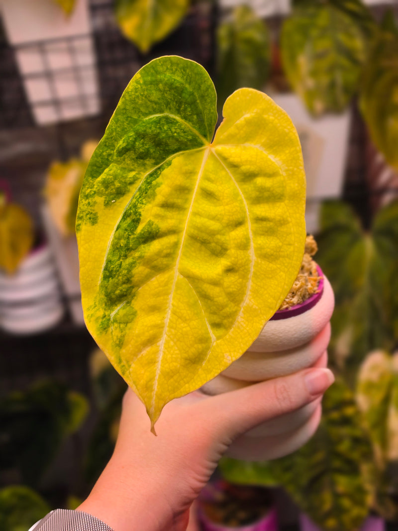 Anthurium Papillilaminum × RVDP | Neon Variegated Clone, 1 Leaf