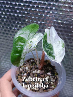 Alocasia Zebrina x Longiloba Albo | Rare Variegated Collector Alocasia