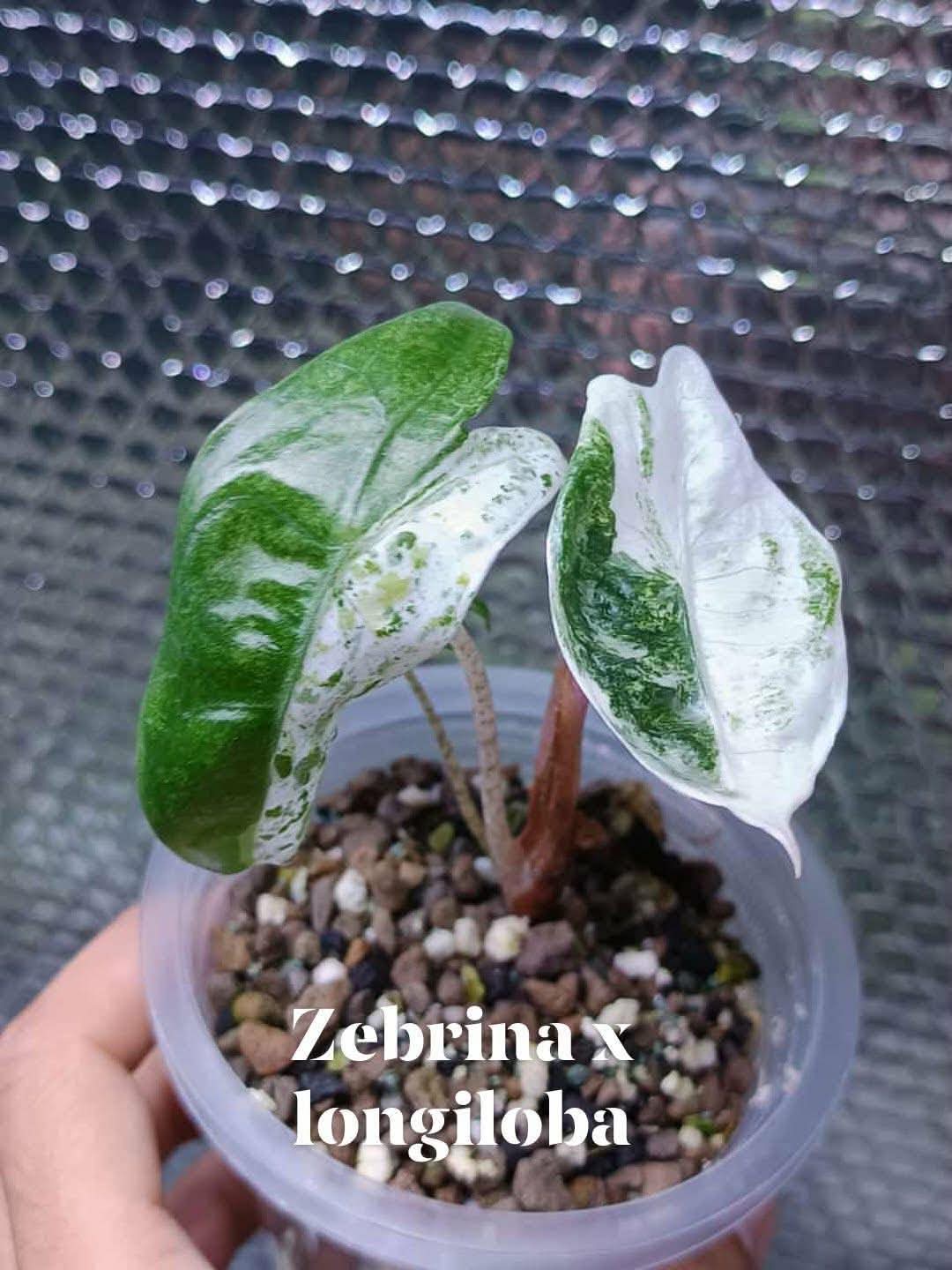 Alocasia Zebrina x Longiloba Albo | Rare Variegated Collector Alocasia