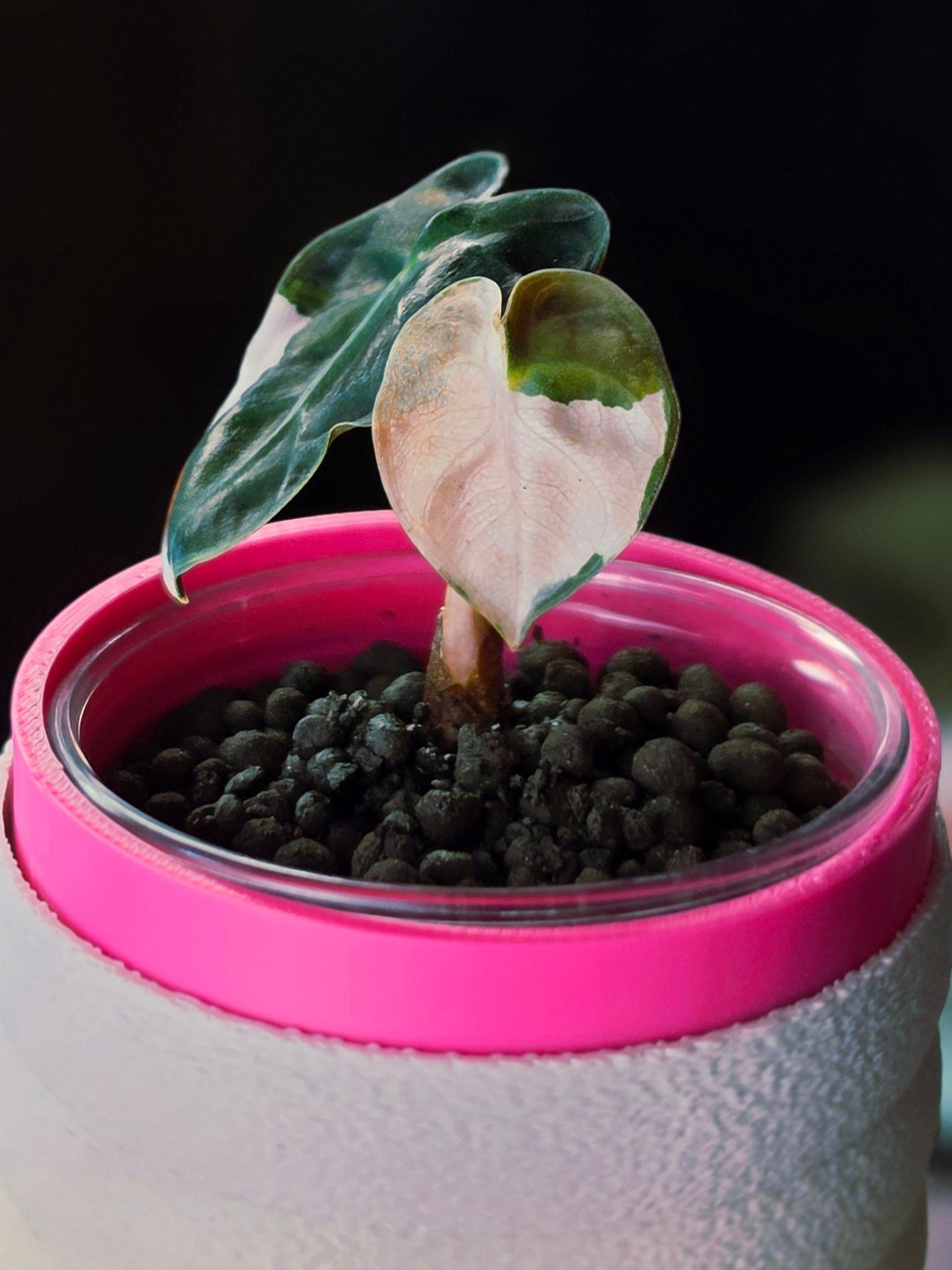 Alocasia Heart Balloon Pink | Rare Pink Variegated Collector Alocasia
