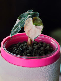 Alocasia Heart Balloon Pink | Rare Pink Variegated Collector Alocasia