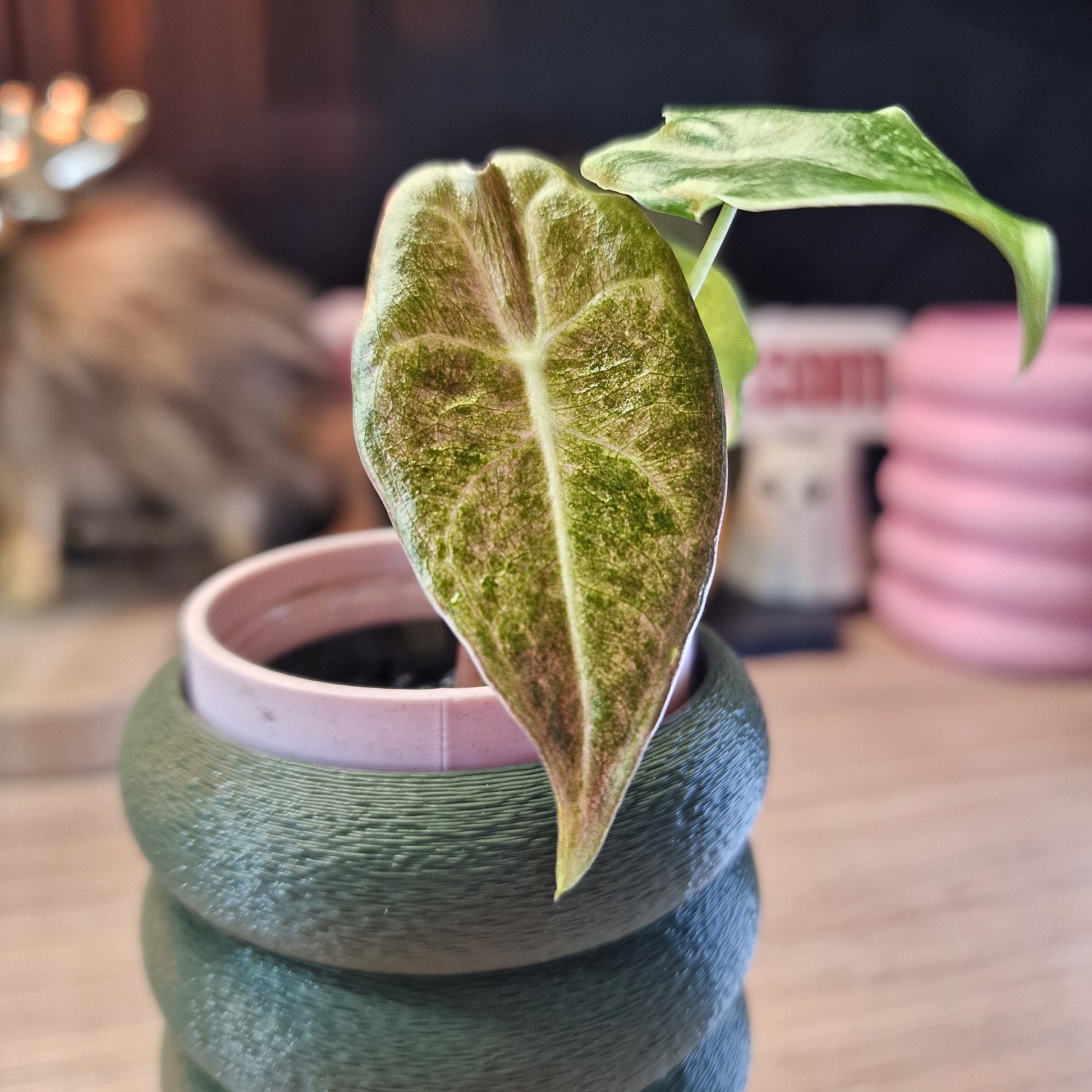 Alocasia Black Satun stardust