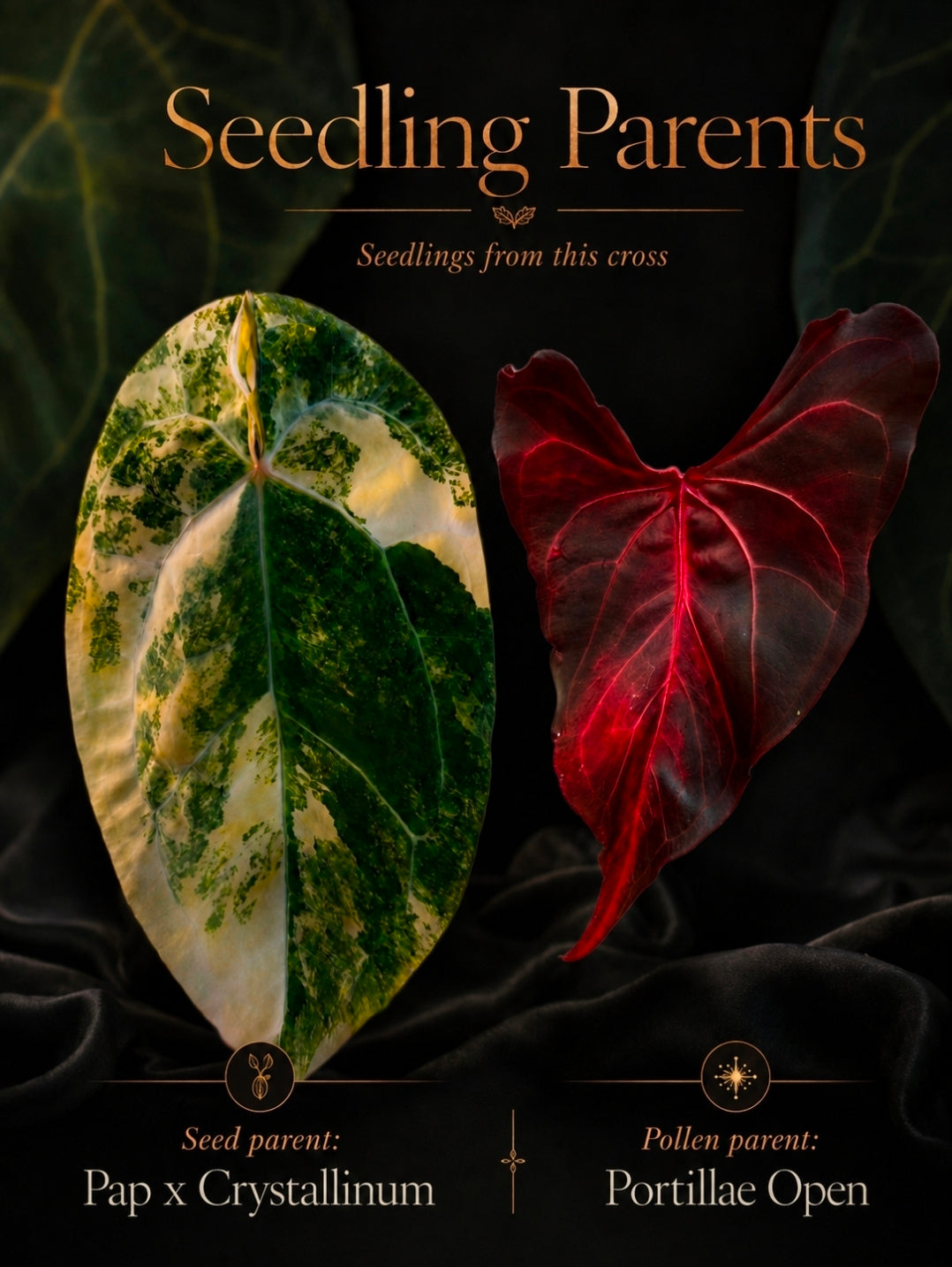 Anthurium (Papillilaminum × Crystallinum) × Portillae Open — Variegated Seedling #2