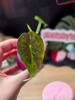 Alocasia Calidora x Pink Dragon x Longiloba pink variegated hybrid collector plant at Plant.ess