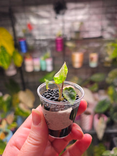 Alocasia Metallic Blue Albo | Rare White Variegated Collector Alocasia