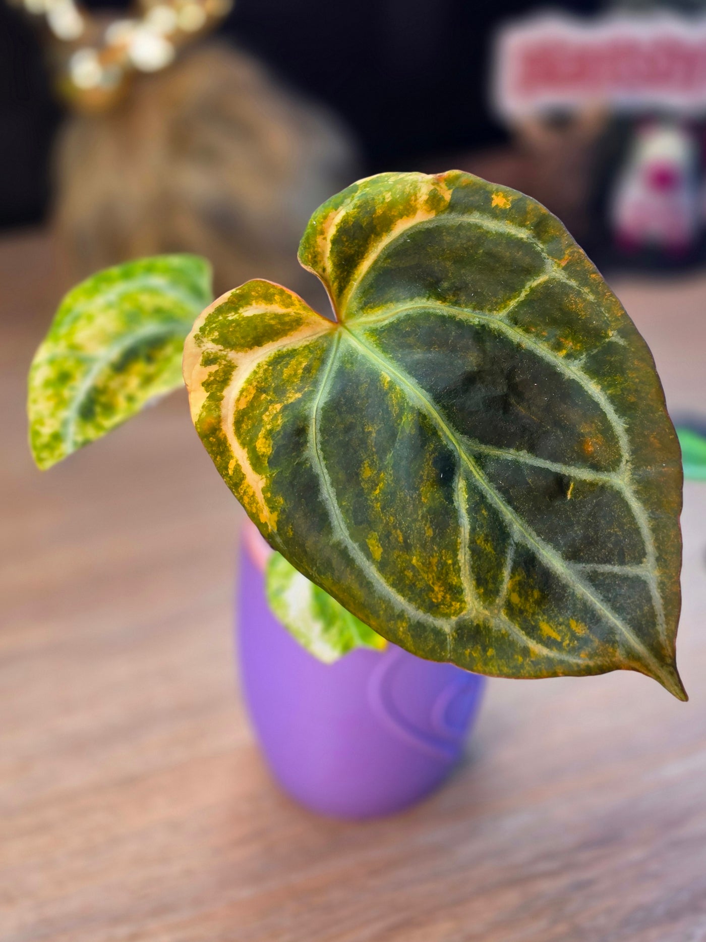 Anthurium 'Black Venom' × 'Blue Papi' Variegated