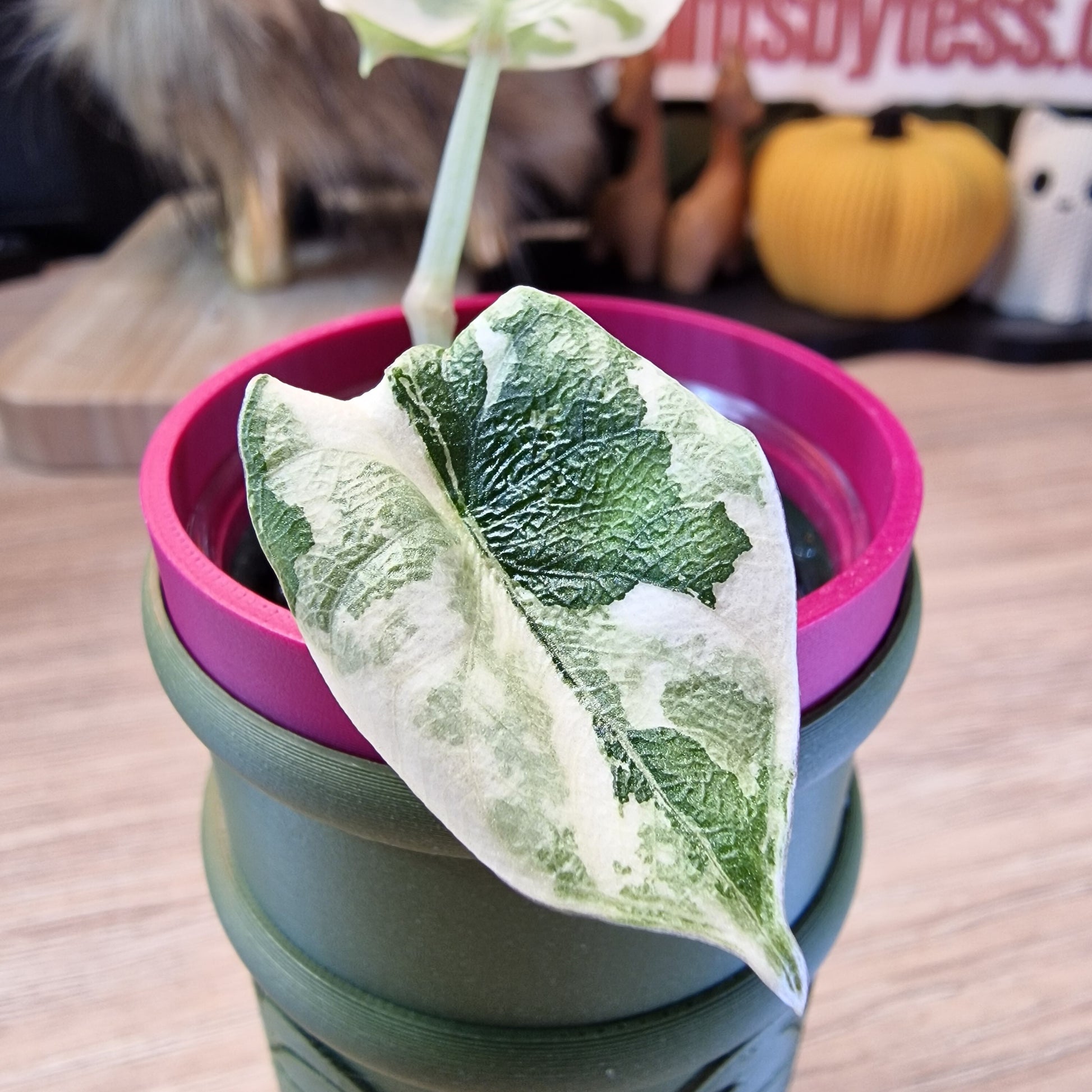 Alocasia Melo albo