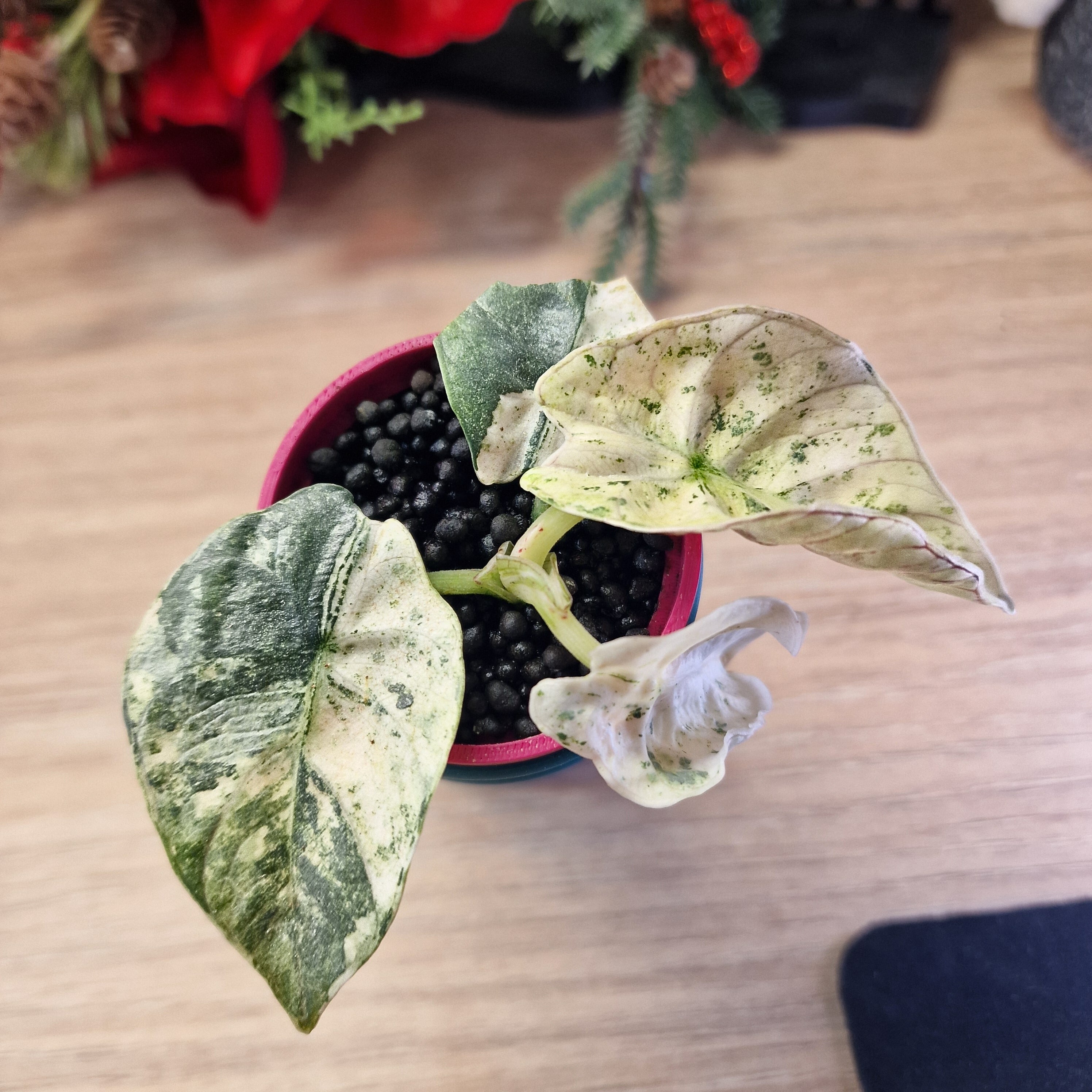 Alocasia Reginae albo/pink