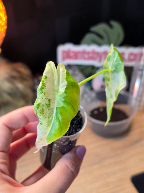 Alocasia Accuminata Albo | Rare White Variegated Collector Alocasia