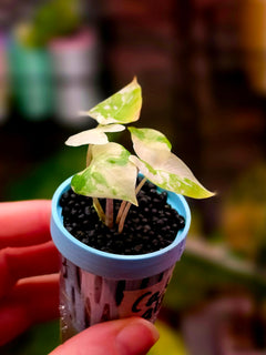 Alocasia Calidora hybrid Albo | Variegated Large Leaf Collector Plant