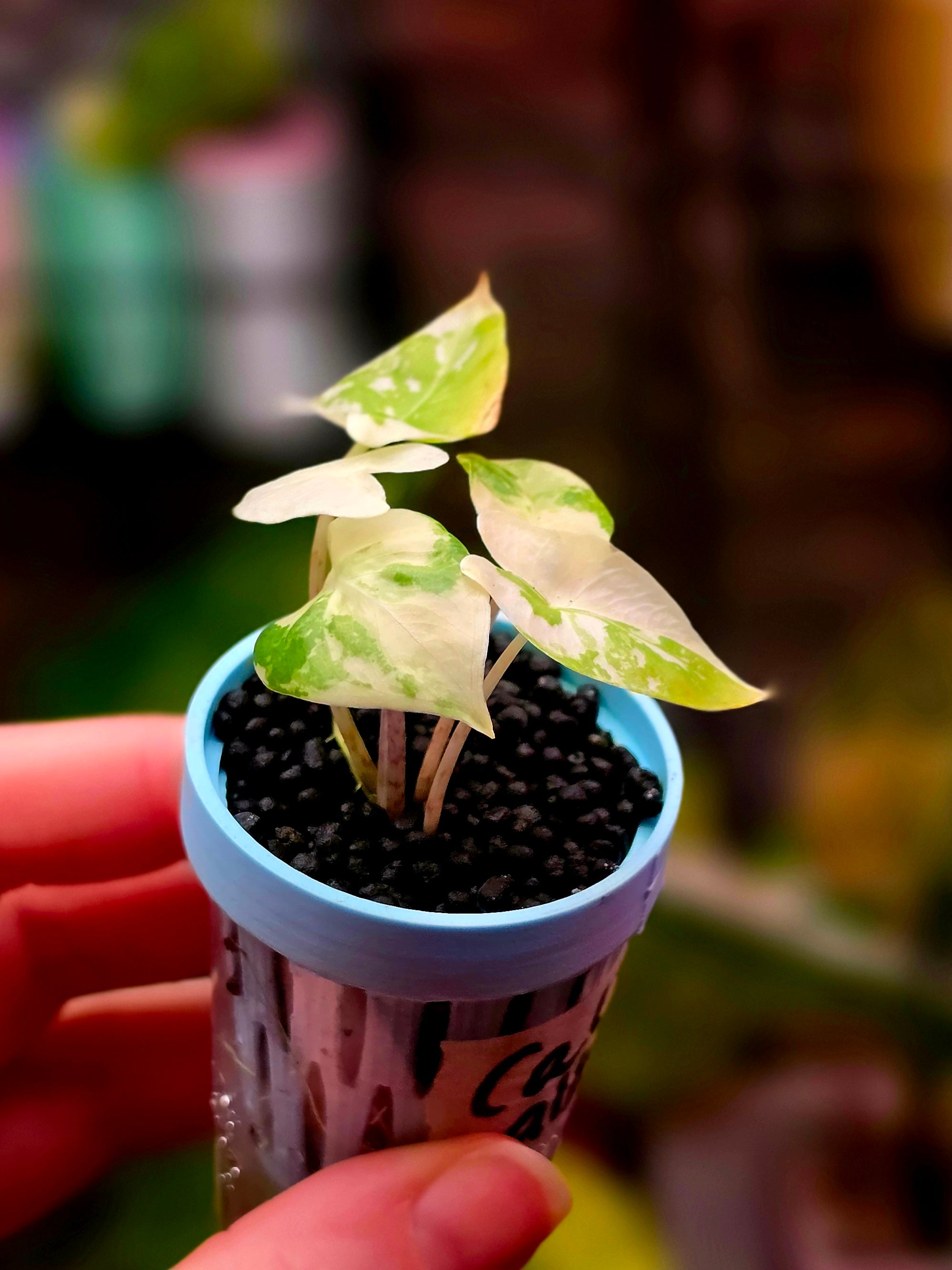 Alocasia Calidora hybrid Albo | Variegated Large Leaf Collector Plant