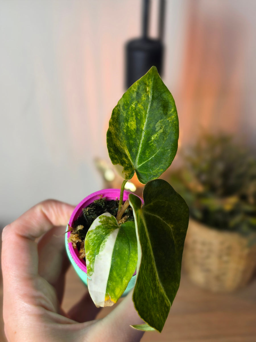Anthurium Papillilaminum 'LA05' × (Forgetii × Ace of Spades DF) | High Variegated Clone #2