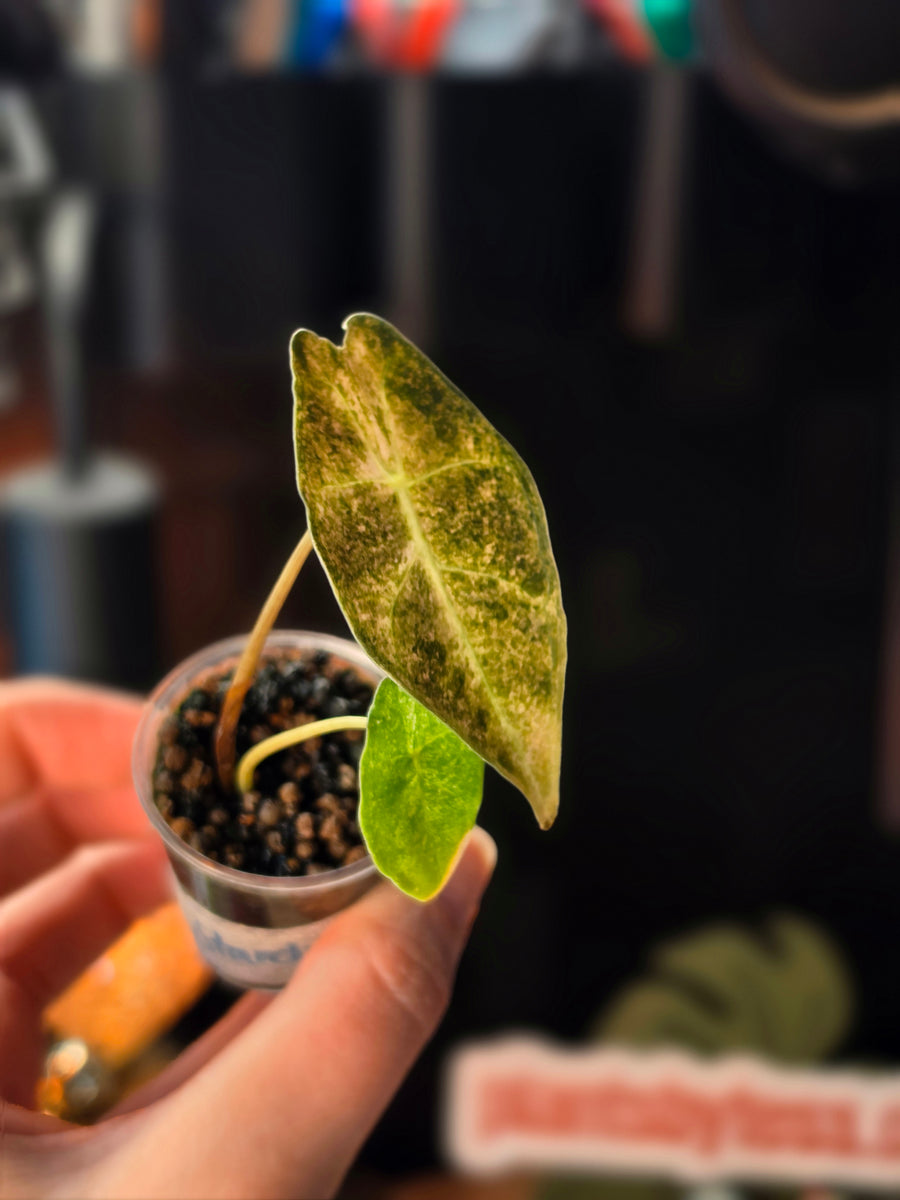 Alocasia Black Satun Stardust | Pink Variegated Dark Leaf Collector Plant #2