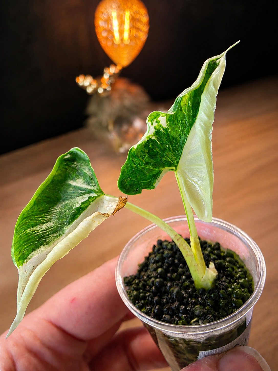 Alocasia cucullata 'Crinkles' Albo (Variegated)