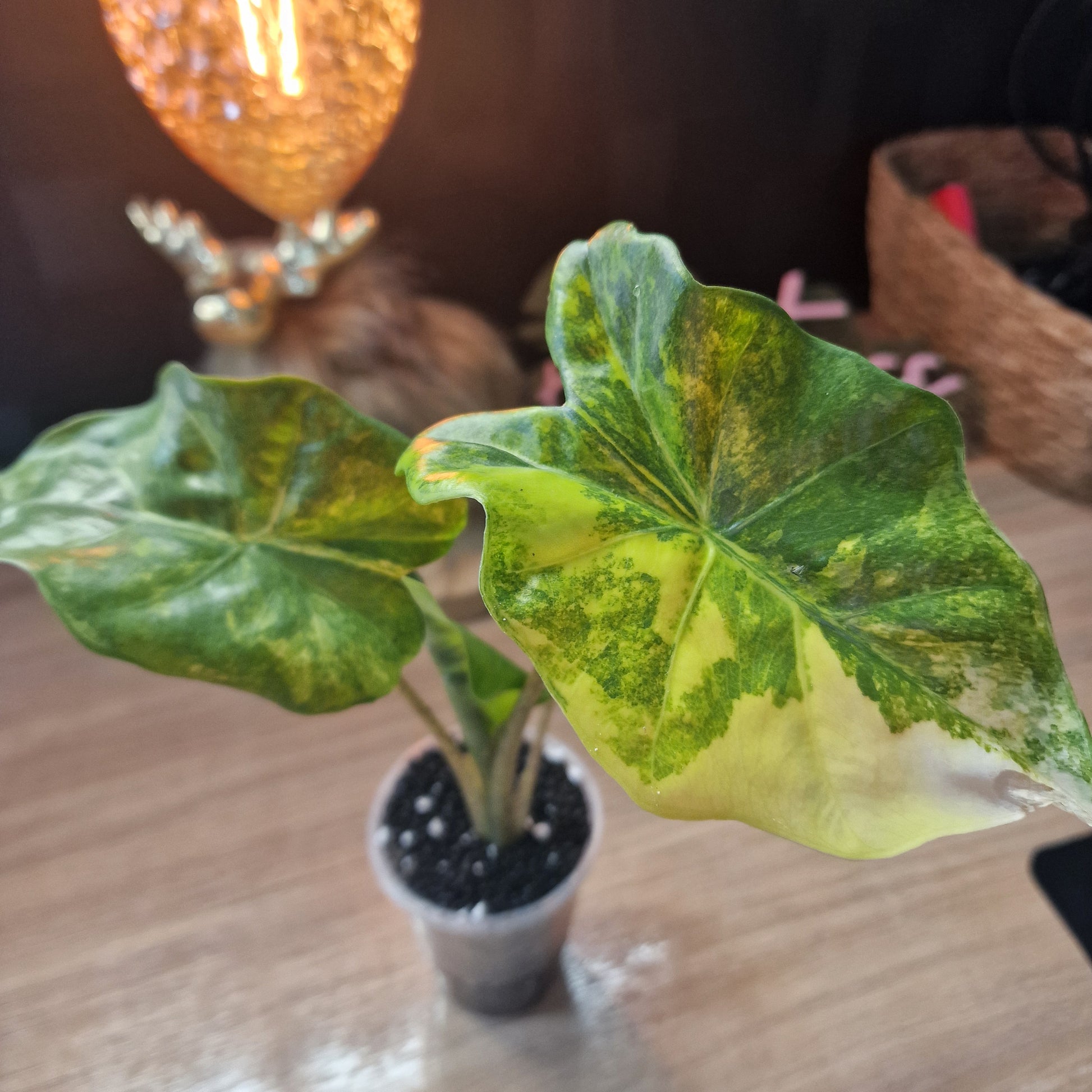 Alocasia Portora aurea