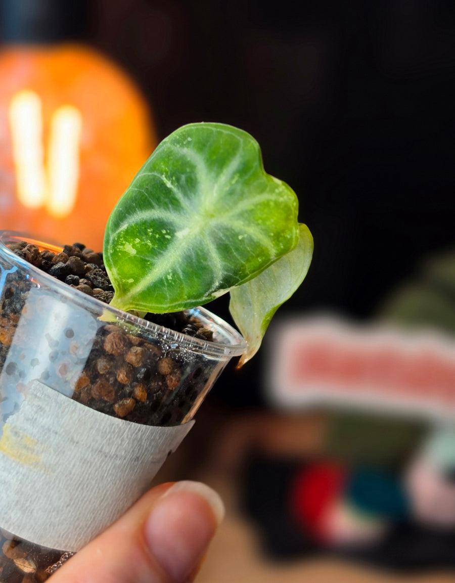 Alocasia Ninja Albo | Variegated Collector Plant #01