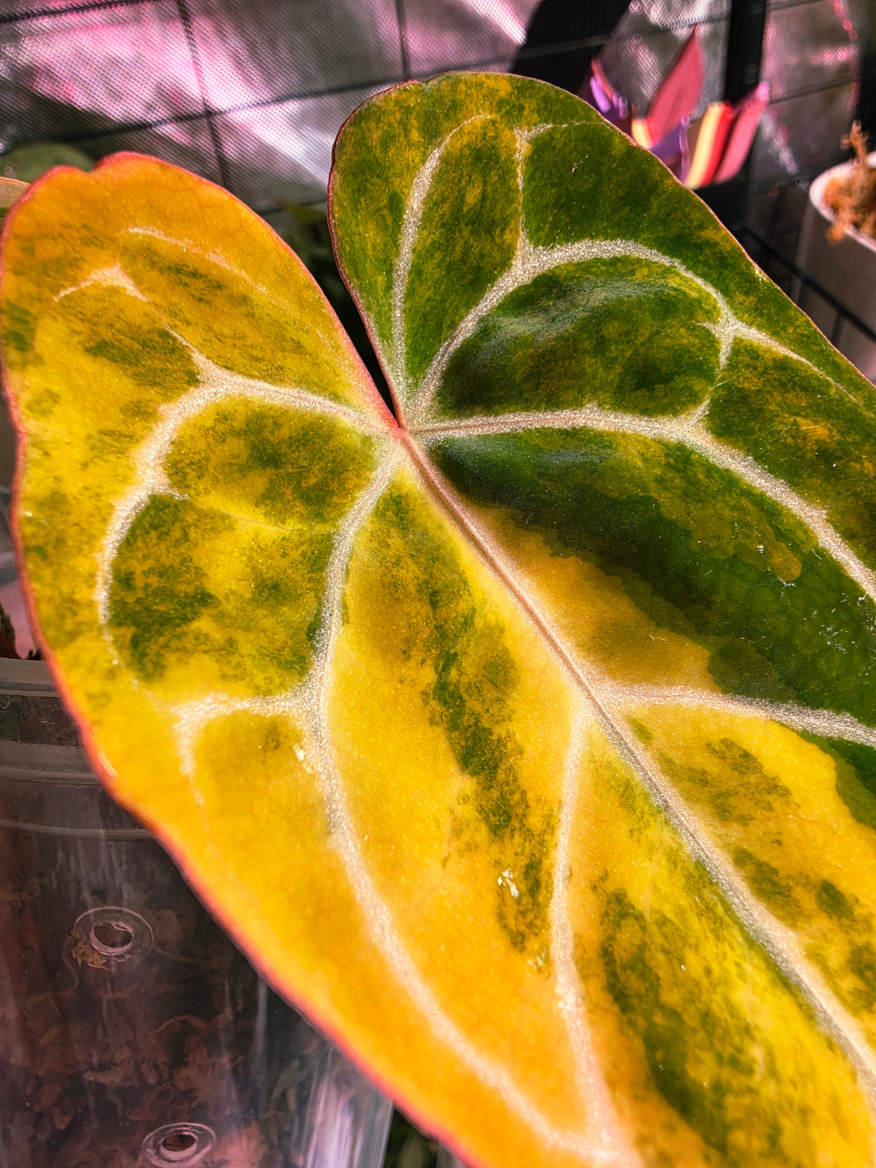 Anthurium (Crystallinum x Angela) x (Forgetii x Crystallinum) Clone | Velvet Collector Hybrid
