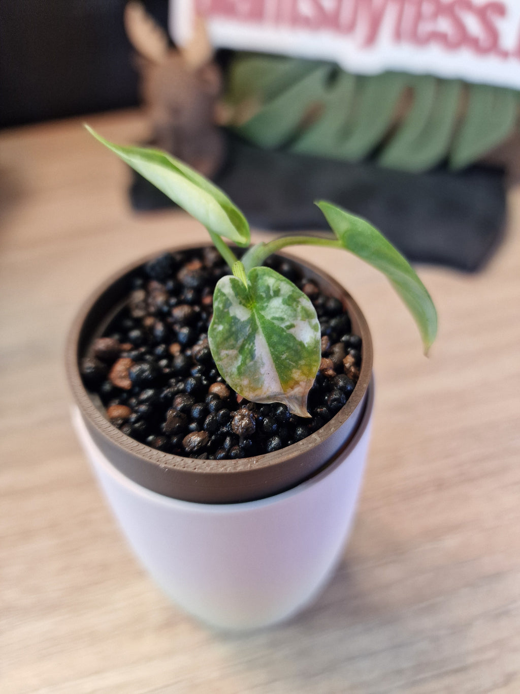 Alocasia Reginae Albo / Pink #4