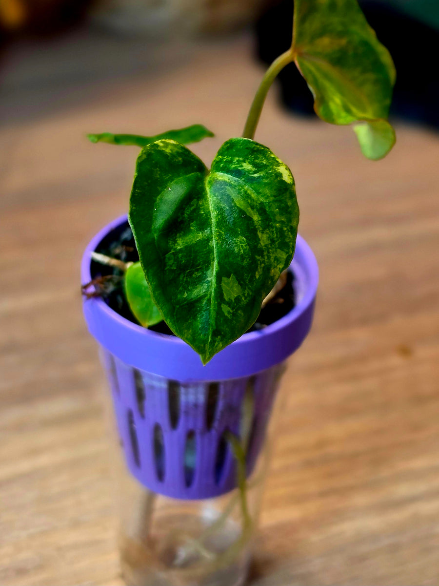 Anthurium (Papillilaminum × Crystallinum) × Portillae Open — Variegated Seedling #7