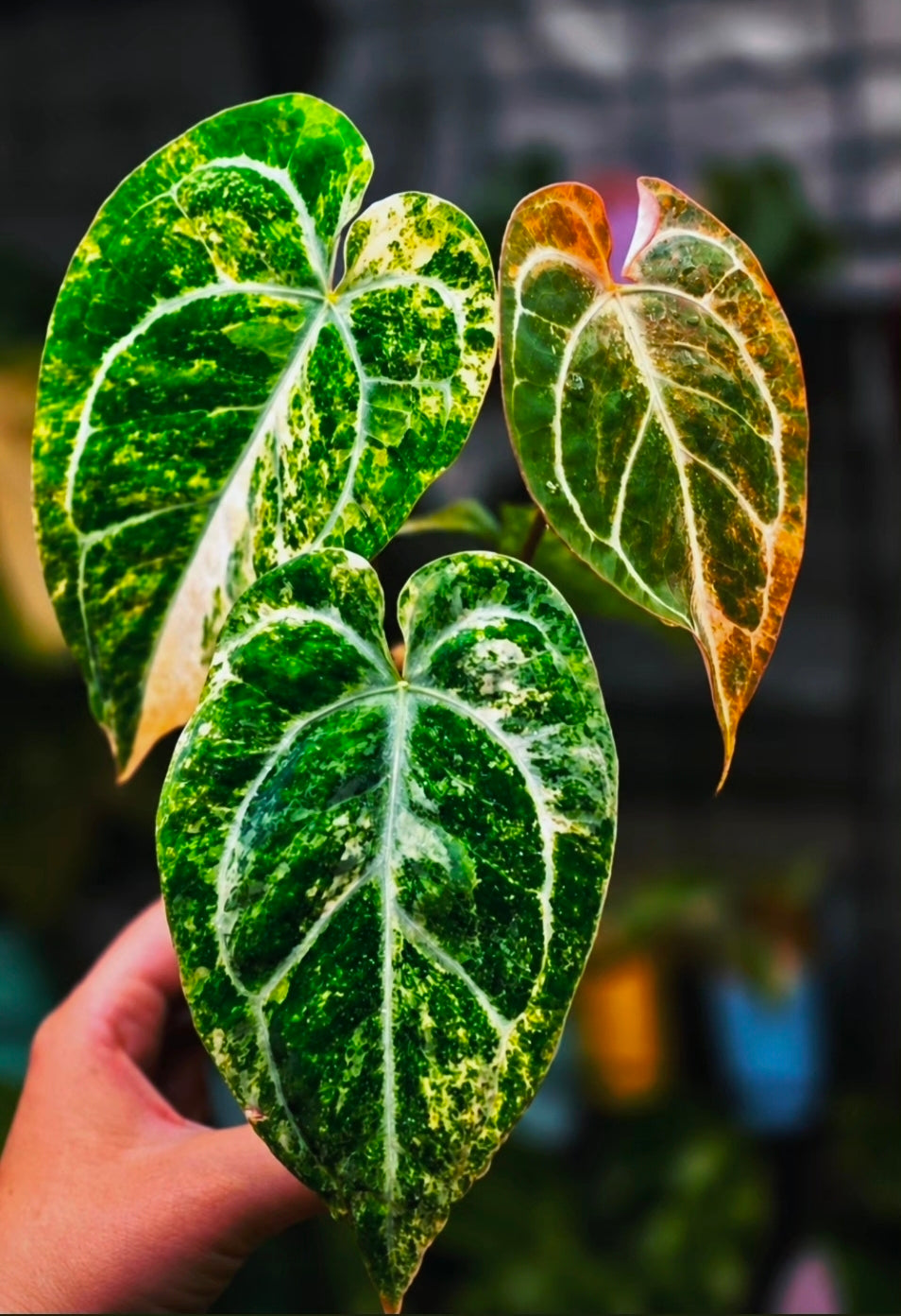 Anthurium (Papillilaminum × Crystallinum) × Carlablackiae (Variegated) kidda line