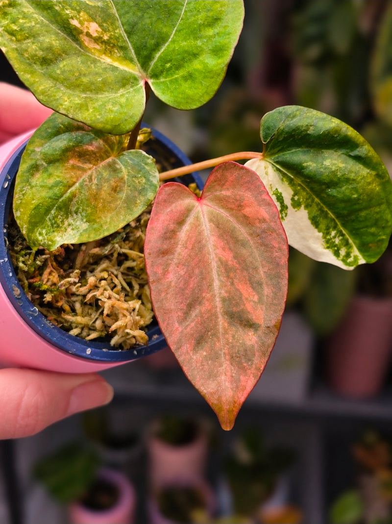 Anthurium (Supermassive × Warocqueanum) × Papillilaminum | High Variegated Clone of Quasar, 3 Leaves