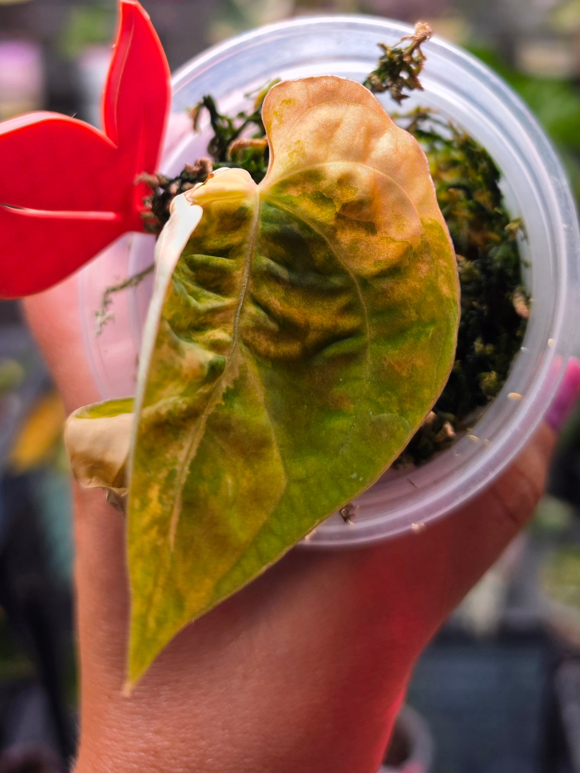 Anthurium (Papillilaminum × Crystallinum) × (Debilis × Red Vein Dark Phoenix) | Velvet Collector Hybrid
