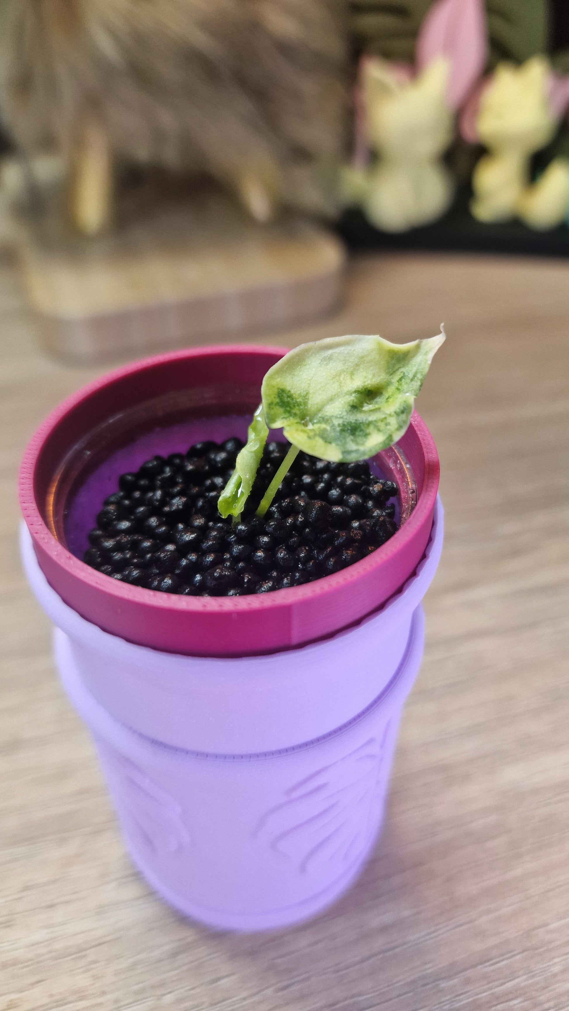 Alocasia Dragons Breath aurea