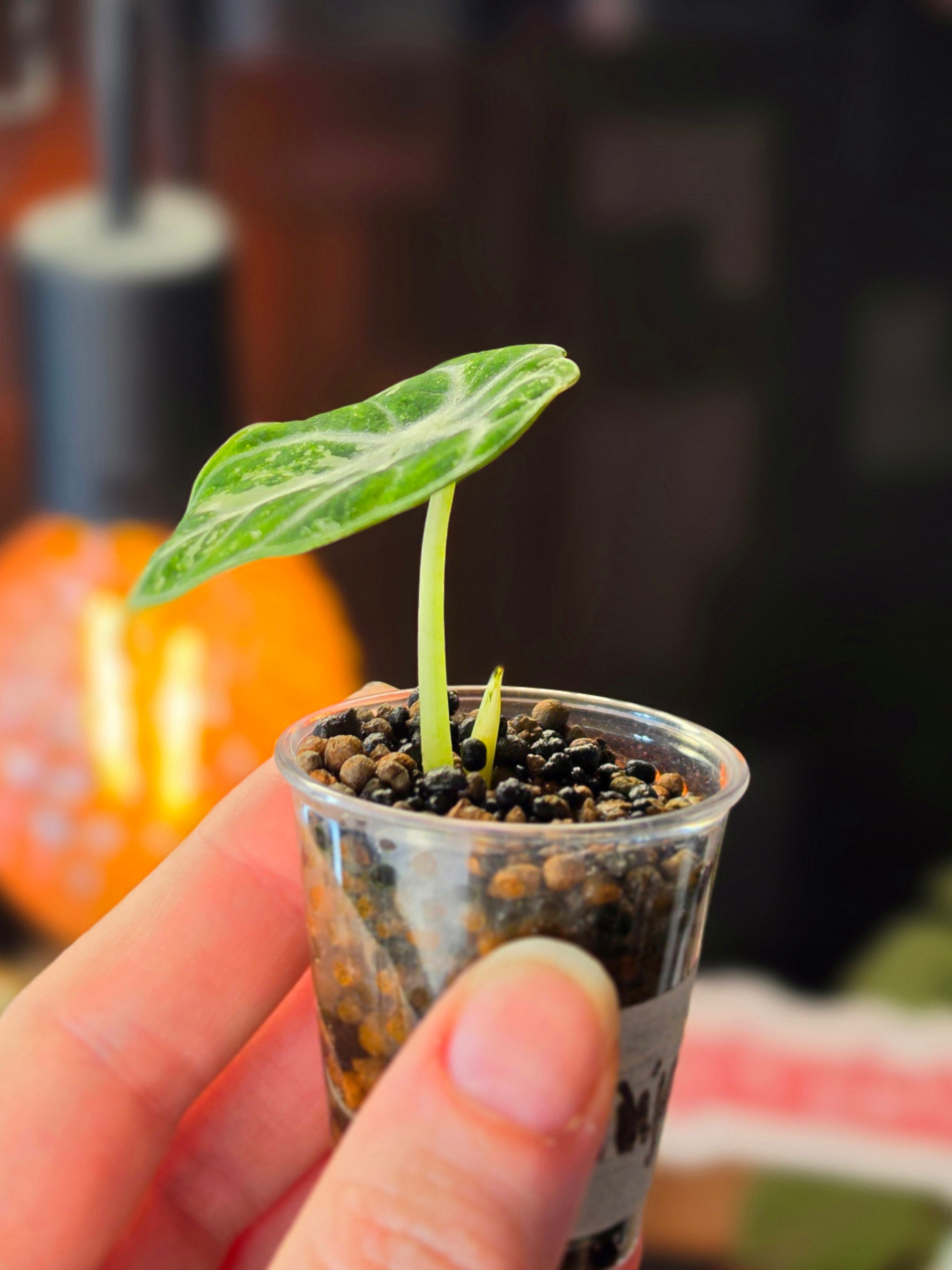 Alocasia Ninja Albo | Variegated Collector Plant