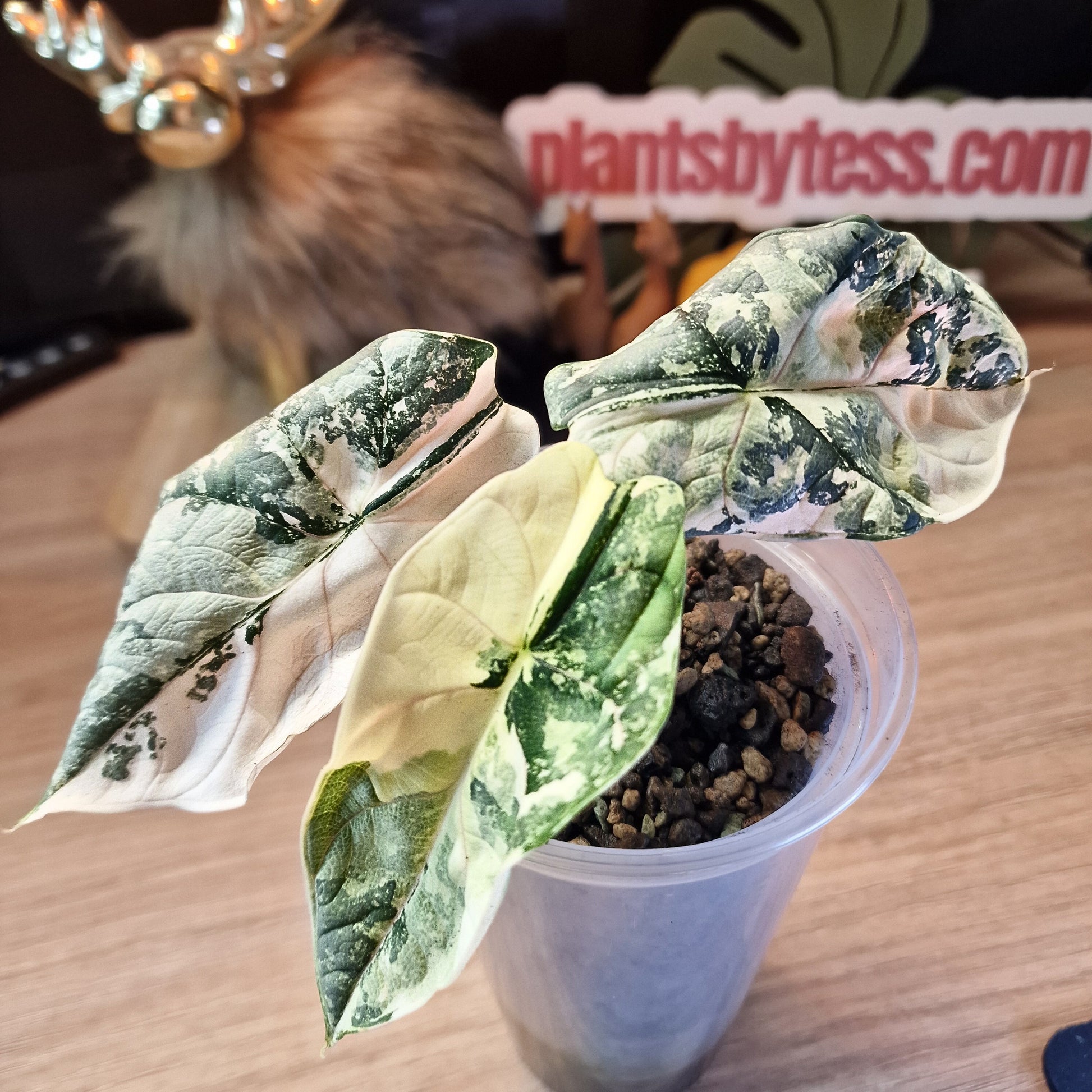 Alocasia Silver Dragon albo